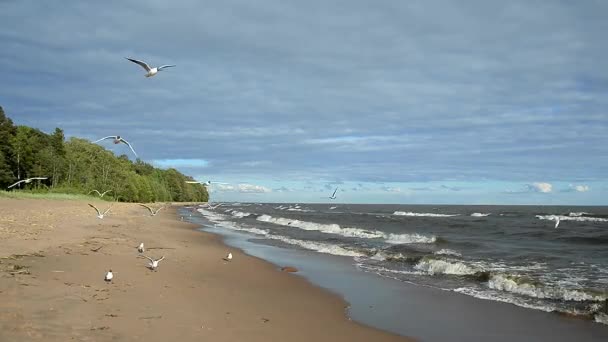 Gaivotas Voam Sobre Mar Vida Aves Selvagens Ambiente Natural — Vídeo de Stock