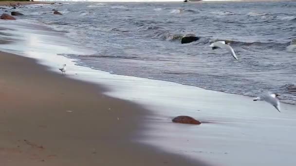 Seagulls Vatten Kust Vilda Fågellivet Den Naturliga Miljön — Stockvideo