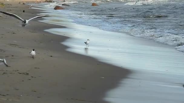 Gaivotas Costa Água Vida Aves Selvagens Ambiente Natural — Vídeo de Stock