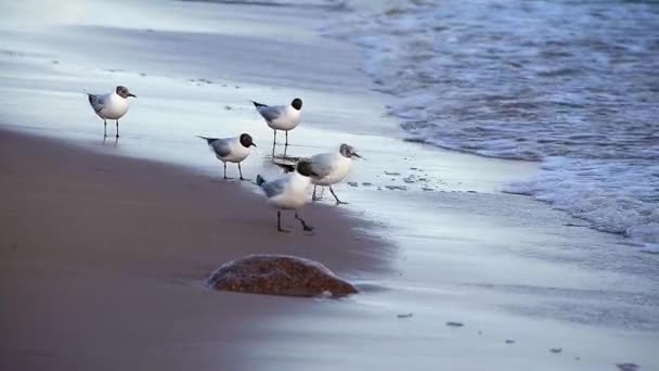 Kıyısında Martılar Doğal Ortamda Vahşi Kuş Hayatı — Stok video