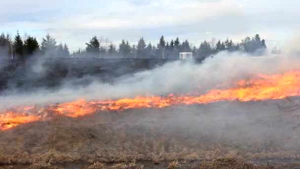 Un feu ardent dans le champ. Flammes dévorant l'herbe et la forêt .