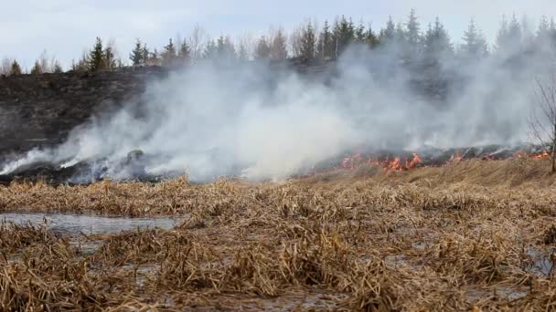 Blazing Fire Field Flames Devouring Grass Forest — Stock Video