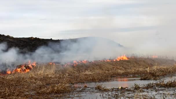 Een Brandende Brand Het Veld Vlammen Verslinden Het Gras Het — Stockvideo