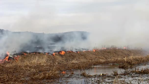 Een Brandende Brand Het Veld Vlammen Verslinden Het Gras Het — Stockvideo