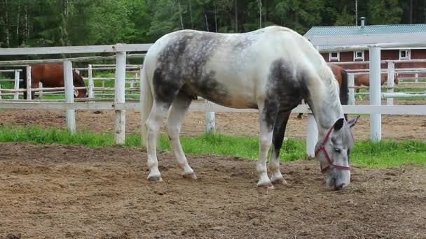 Cheval dans le paddock. Chevaux de sport en harnais .