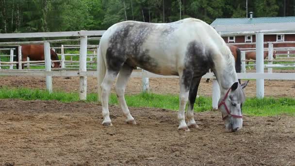 Cavallo Nel Recinto Cavalli Sportivi Con Imbracatura — Video Stock