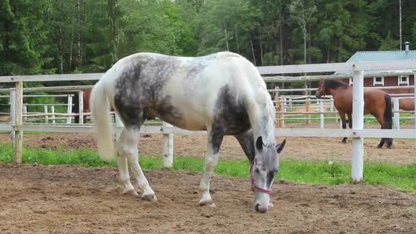 Cheval dans le paddock. Chevaux de sport en harnais .