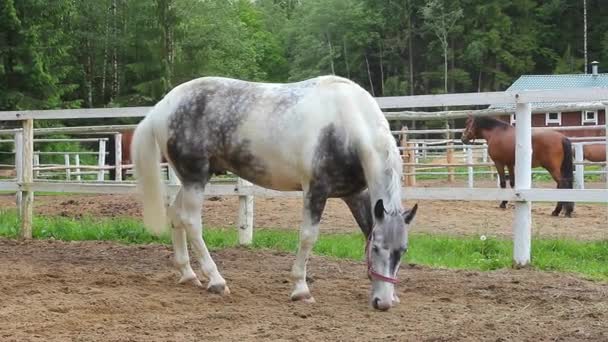 Caballo Paddock Caballos Deportivos Arnés — Vídeos de Stock