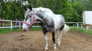 Çayırda at. Baş zarif at yakın. Güzel hayvan ve gözleri. Koşum spor atlar.