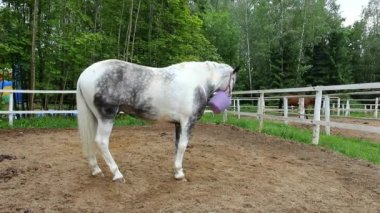 Çayırda at. Koşum spor atlar.