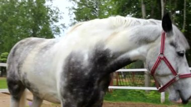 Çayırda at. Güzel hayvan ve gözleri. Koşum spor atlar.