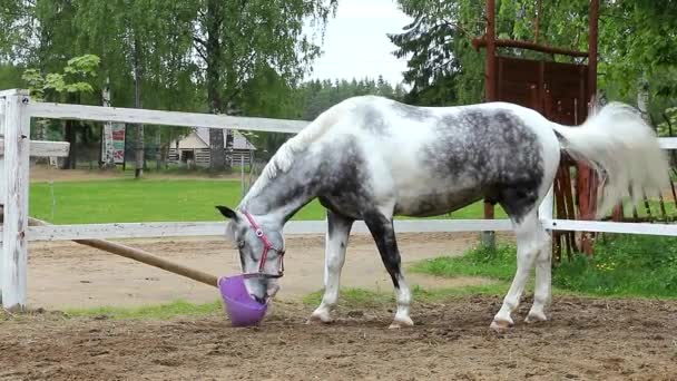 パドックに乗る素敵な動物のゲルディングと彼の目 ハーネスのスポーツ馬 — ストック動画