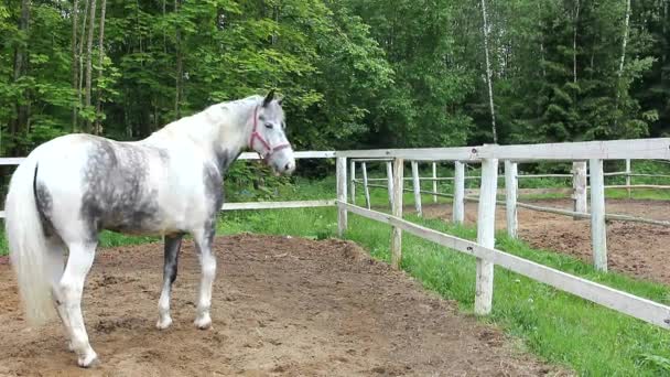 Koń Padoku Konie Sportowe Uprzęży — Wideo stockowe
