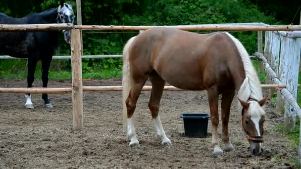 Caballo Paddock Caballos Deportivos Arnés — Vídeo de stock