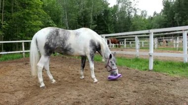 Çayırda at. Baş zarif at yakın. Güzel hayvan ve gözleri. Koşum spor atlar.