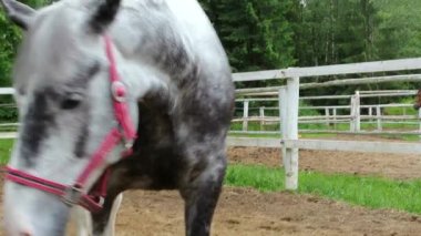 Çayırda at. Baş zarif at yakın. Güzel hayvan ve gözleri. Koşum spor atlar.