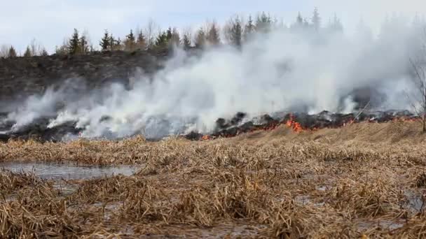 Een Brandende Brand Het Veld Vlammen Verslinden Het Gras Het — Stockvideo