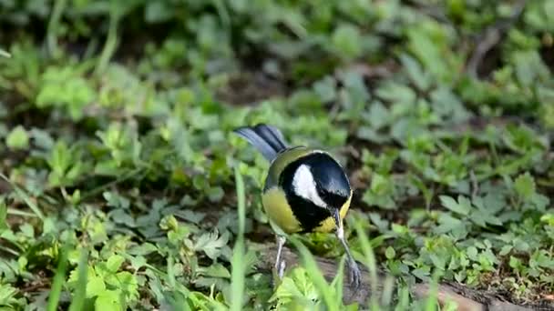 Mésange Oiseau Sur Une Herbe Vie Oiseau Sauvage Dans Nature — Video