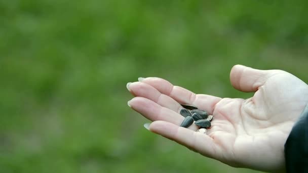 Wild Birds Chaffinch Eating Seeds Hand Wild Birds Blue Tit — Stock Video