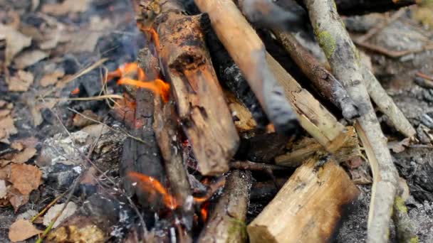 森の中で野外でキャンプ火災 森の中でキャンプファイヤーが起こった — ストック動画