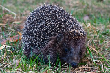 Çimenlerde oturan yaban kirpi.