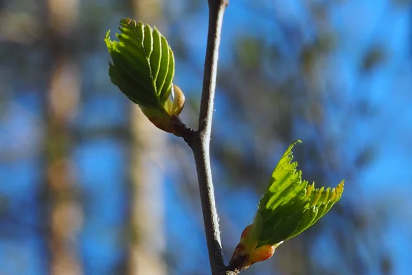 木の上に若い緑の葉の芽. — ストック写真