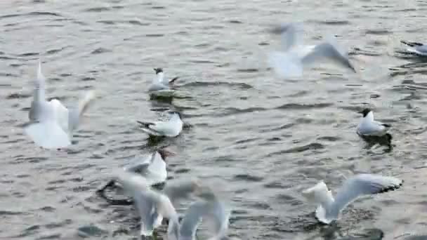 Gulls swim in the sea. — Stock Video