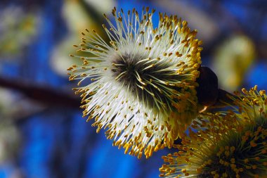 Söğüt tomurcukları ağaçlarda çiçek açar.