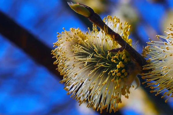 Brotos de salgueiro florescem nas árvores . — Fotografia de Stock