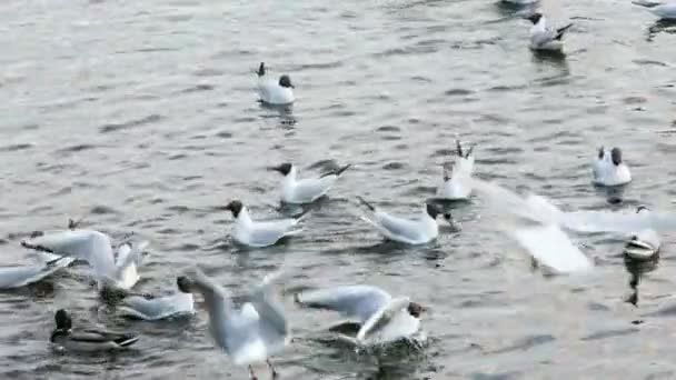 Чайки плавают в море . — стоковое видео