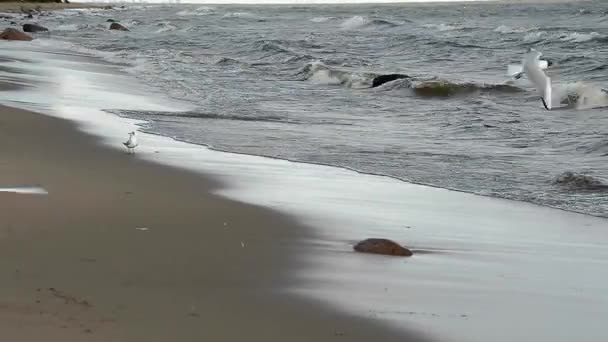 Чайки на берегу моря . — стоковое видео