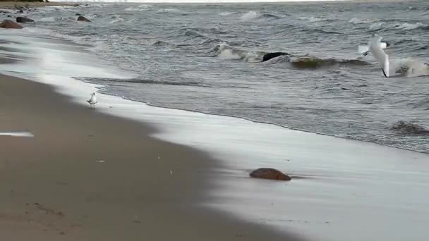 Fiskmåsar på vatten kust. — Stockvideo