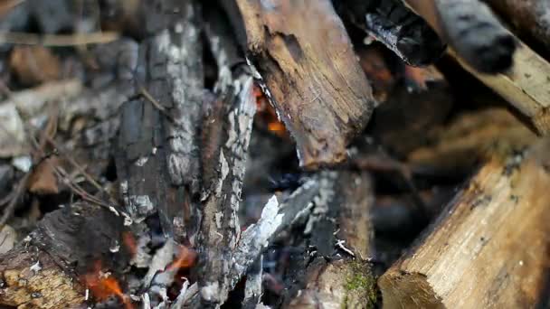 Μια φωτιά στο κάμπινγκ σε εξωτερικούς χώρους στο δάσος. — Αρχείο Βίντεο