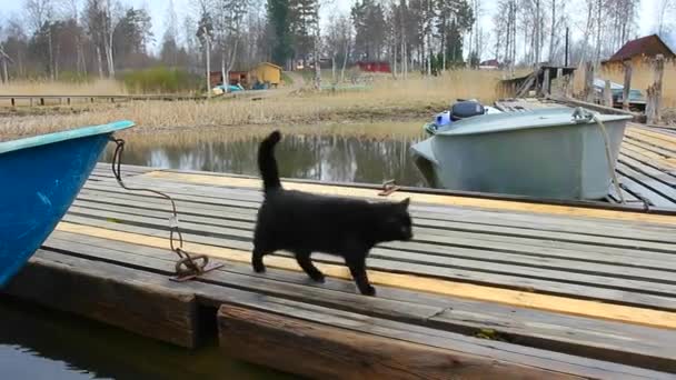 Schwarze Katze spaziert stolz über den Pier. — Stockvideo