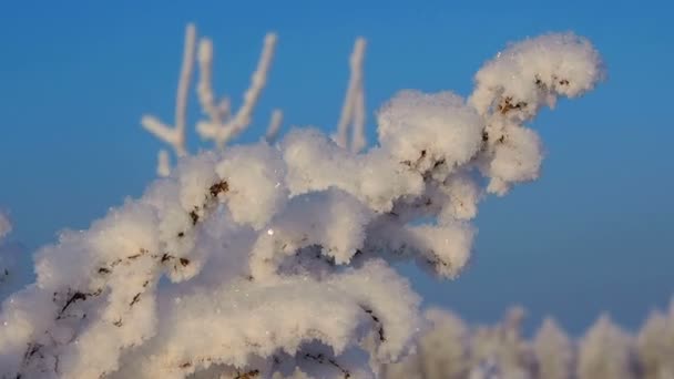 Kristallen Bloemen Winter Vorst Twijgen Van Plant Tegen Blauwe Heldere — Stockvideo