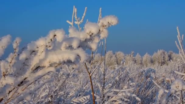 Flores de cristal en invierno . — Vídeos de Stock