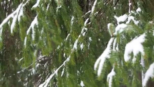 Fallande Snö Granskog Fairy Snöstorm Täcker Naturen Fantastisk Vinter Utsikt — Stockvideo