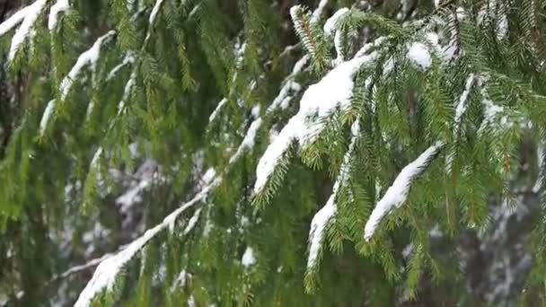 Schneefall Tannenwald Märchen Schneesturm Bedeckt Die Natur Märchenhafte Winteransichten Mit — Stockvideo