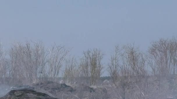 泥炭火災の自発的燃焼 バートで収集された芝の自己点火 — ストック動画