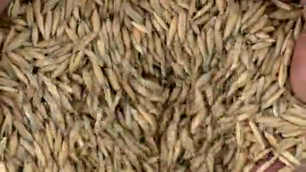 Granos Avena Manos Los Agricultores Cosecha Avena Madura Semillas Agrícolas — Vídeo de stock