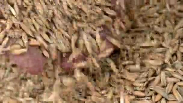 Granos Avena Manos Los Agricultores Cosecha Avena Madura Semillas Agrícolas — Vídeo de stock