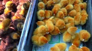Kutuda renkli çiftlik tavukları. Bir sürü Hollandalı tavuk.