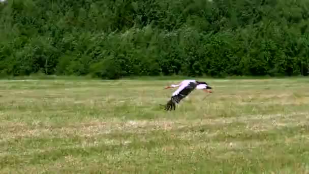 Weißstorch Fliegt Den Wolken Leben Der Wildvögel Der Natürlichen Umgebung — Stockvideo