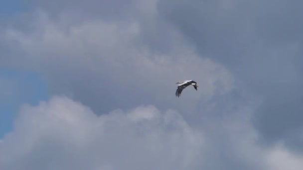 Witte Ooievaar Vliegt Wolken Leven Van Wilde Vogels Natuurlijke Omgeving — Stockvideo