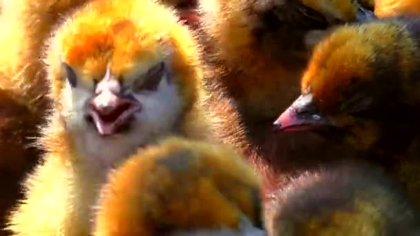 Színes Gazdaságban Csirkék Egy Dobozban Sok Holland Csirkehús — Stock videók
