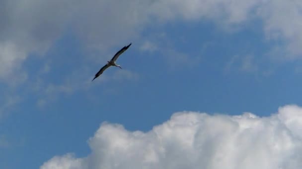 Cegonha Branca Voa Nas Nuvens Vida Pássaros Selvagens Ambiente Natural — Vídeo de Stock