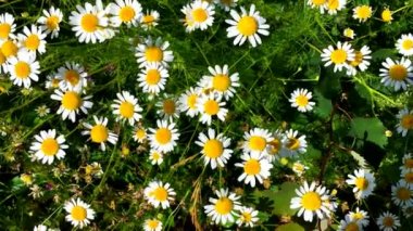 Vahşi alan papatyalar - üst görünümü. Doğal ortamlarında orman çiçekleri.