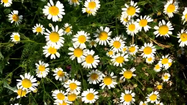 Wild Field Daisies Top View Forest Flowers Natural Environment — Stock Video