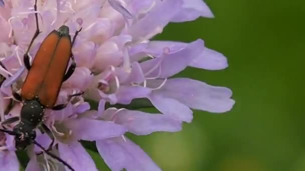 粉红色草甸花上的甲虫收集花蜜 天然野生昆虫生活 — 图库视频影像