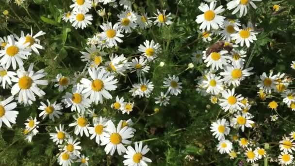 Wild field daisies - top view. Forest flowers in their natural environment.